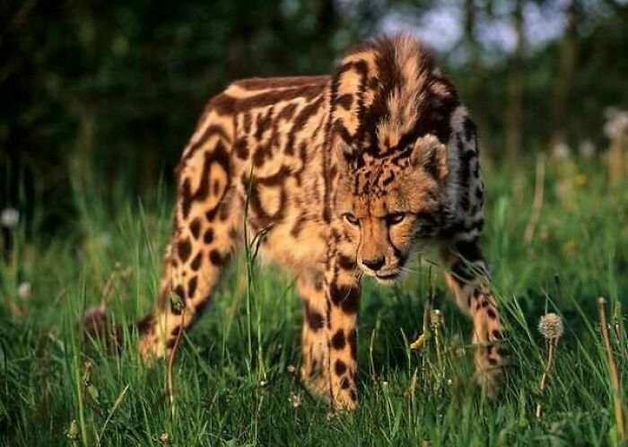 The Rare King Cheetah. Also Known As Cooper's Cheetah