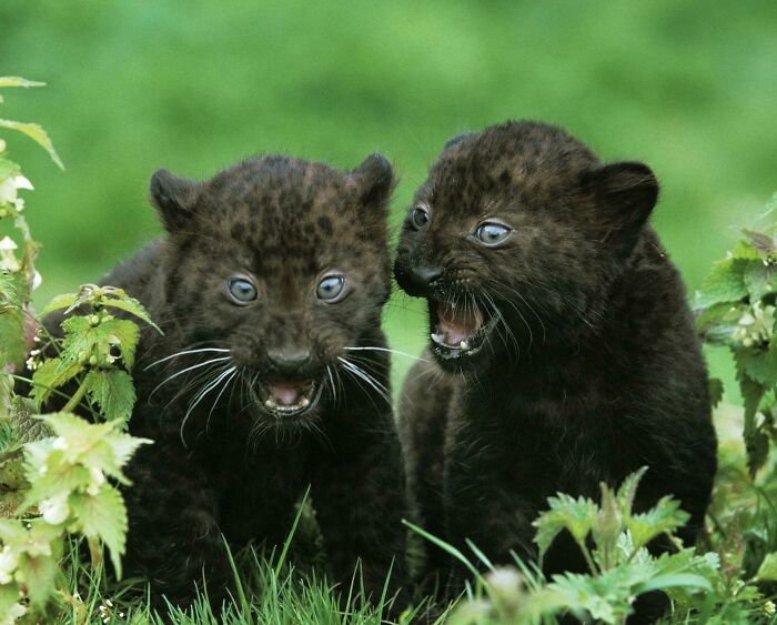 Chatty Little Black Panthers