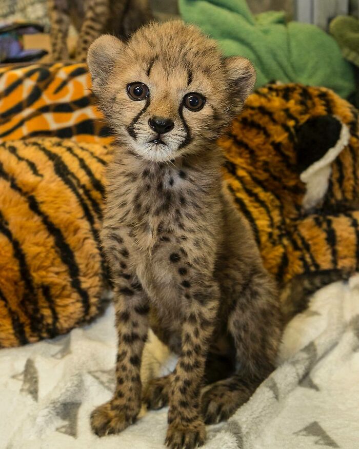 New Cheetah Cub At The San Diego Zoo Safari Park