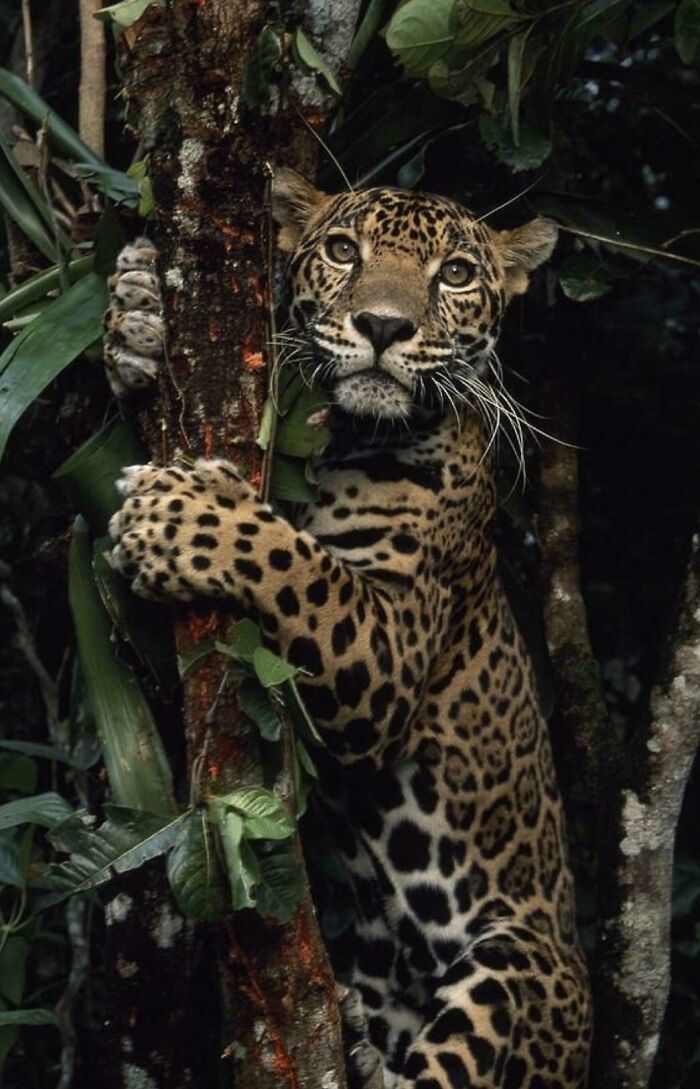 Jaguar Striking A Pose