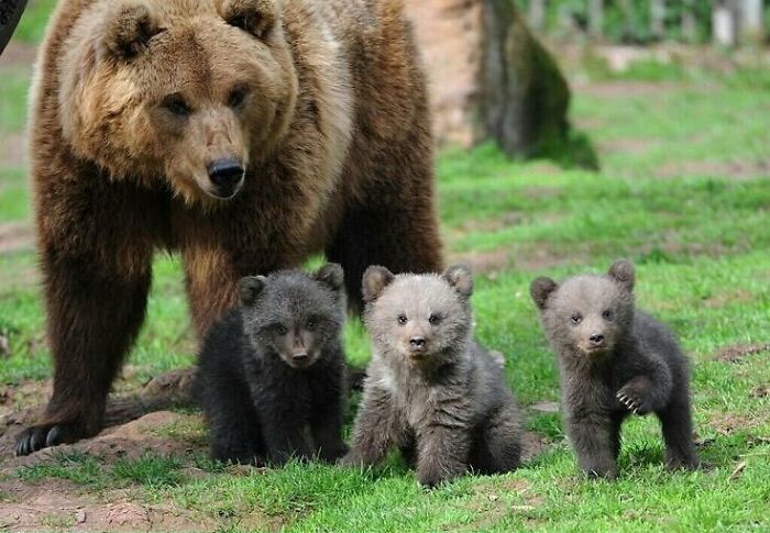 Bear Mom And Her Cubs