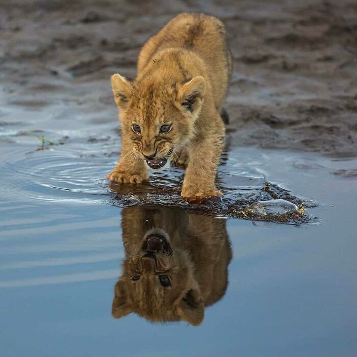 Un leoncito ve su reflejo