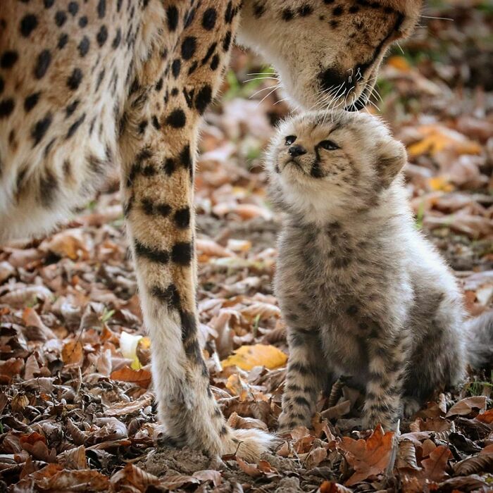 Un cachorro de guepardo que recibe cariño de parte su madre