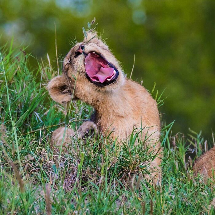 Lion Cub With A Big Morning Yawn
