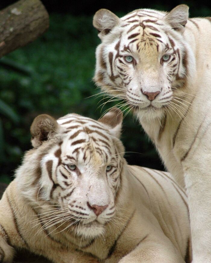 White Bengal Tigers