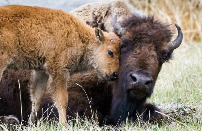 Mother Bison And Sweet Little Calf
