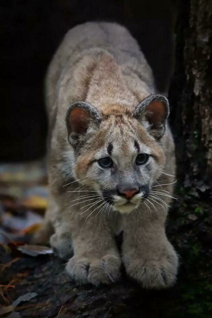 Mountain Lion Kitten With Mighty Mittens