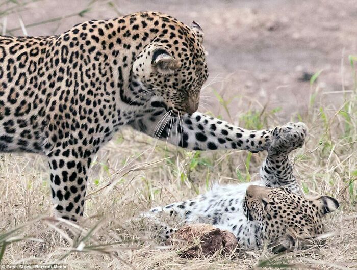 Leopards Playing Pat-A-Cake