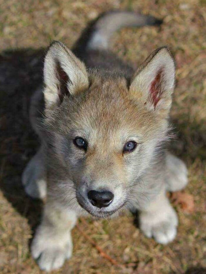 Cute Little Wolf Cub