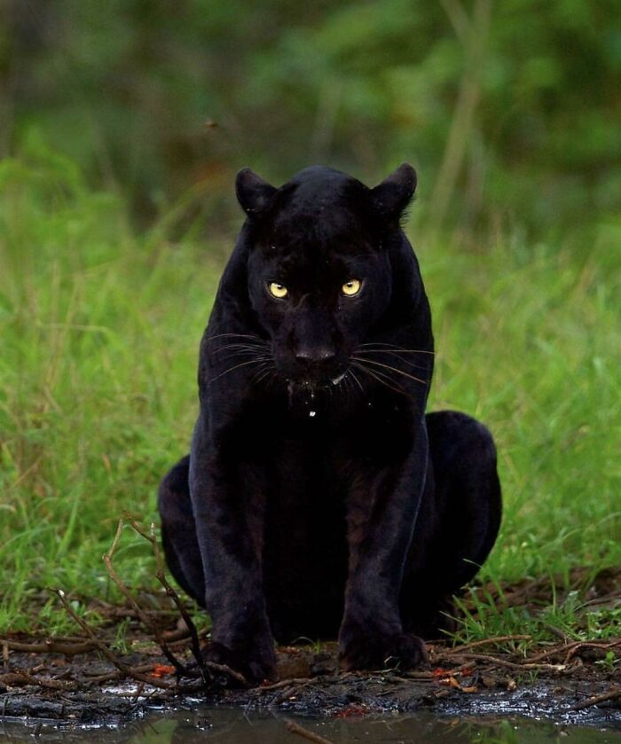 Velvety Black Panther