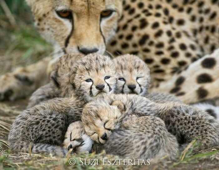 Cheetah Cuddle Puddle