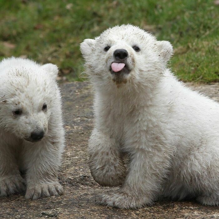 Polar Bear Cub Blep