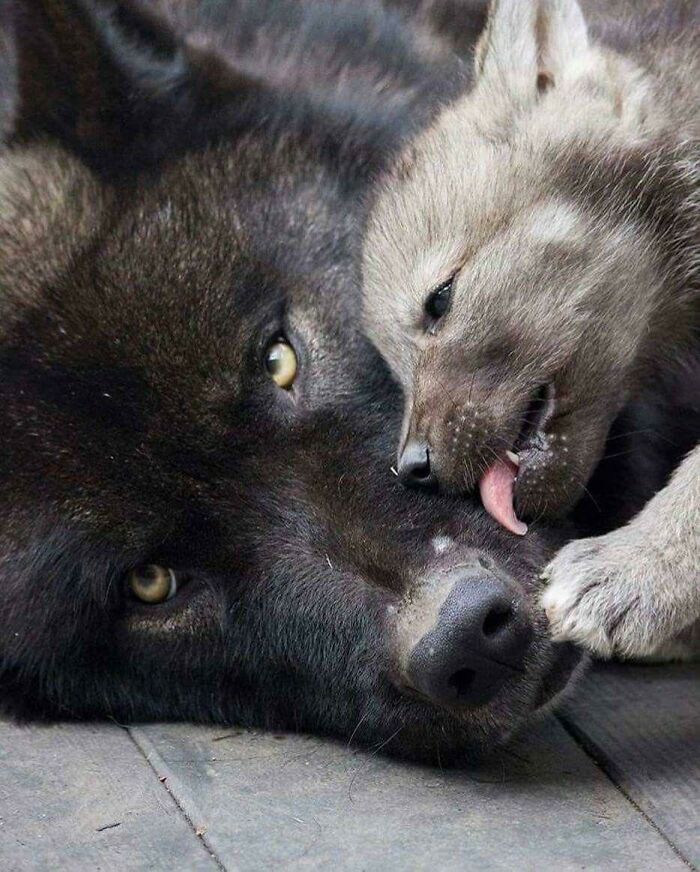 Un lobo bebé con su mamá