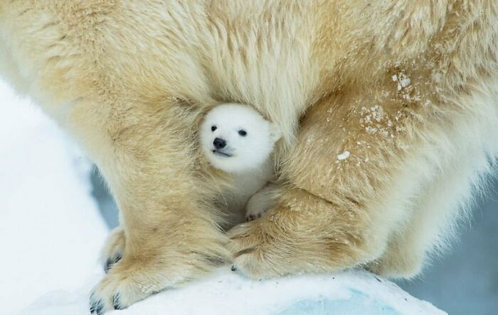 Un osito polar tratando de mantenerse calentito