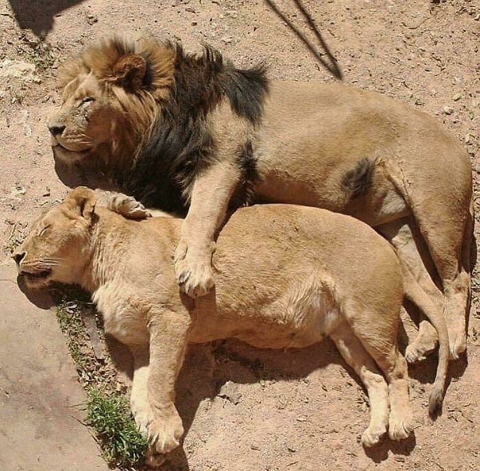 El león y la leona