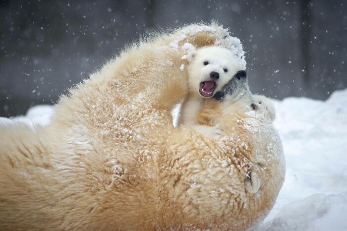 Overbearing Polar Bear Mom Kissing Cub