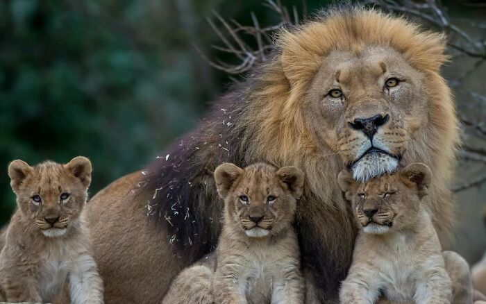 Una familia de leones muy fotogénica, por H. Seeber