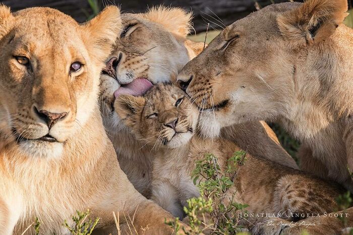 Young Lion Cub Gets Pampered By Lionesses