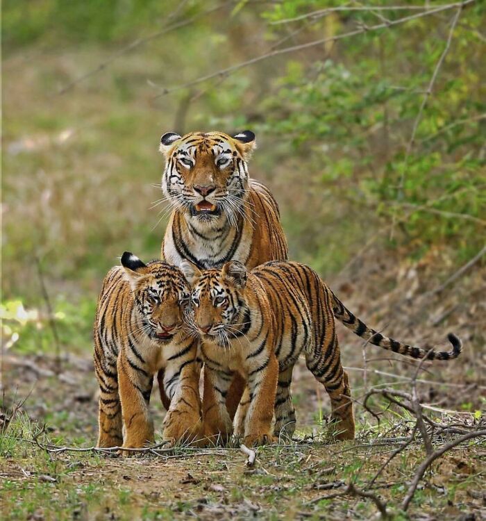 Tiger And Cubs Out For A Stroll
