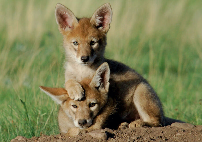 Stacked Coyote Pups