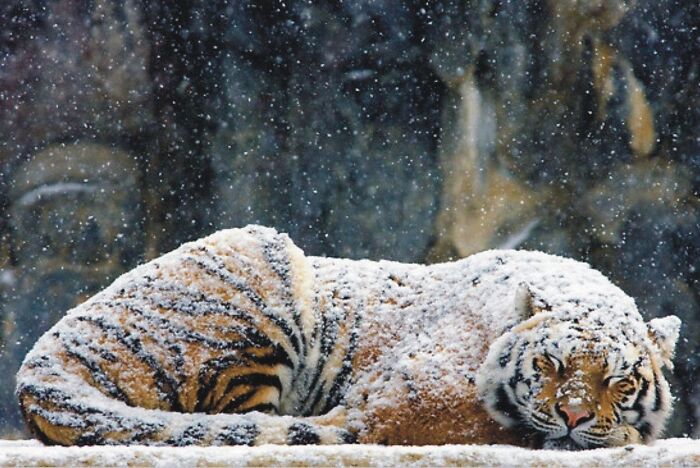 Frosted Flakes: Tiger Sleeping In The Snow
