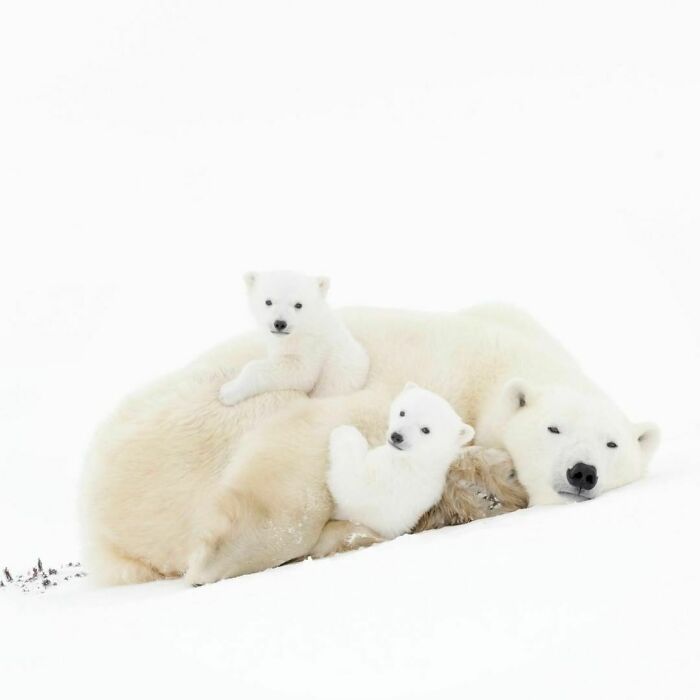 Adorable Polar Bear Family