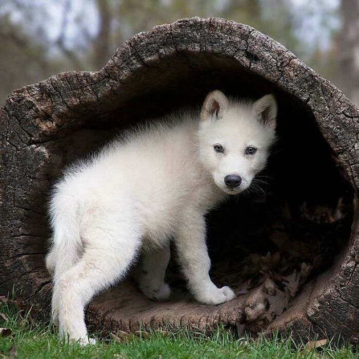 Beautiful Little Wolf Cub