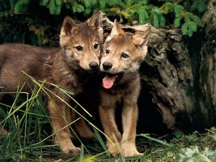 Sweet Little Wolf Pups