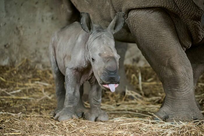 Baby Rhino With His Tongue Sticking Out