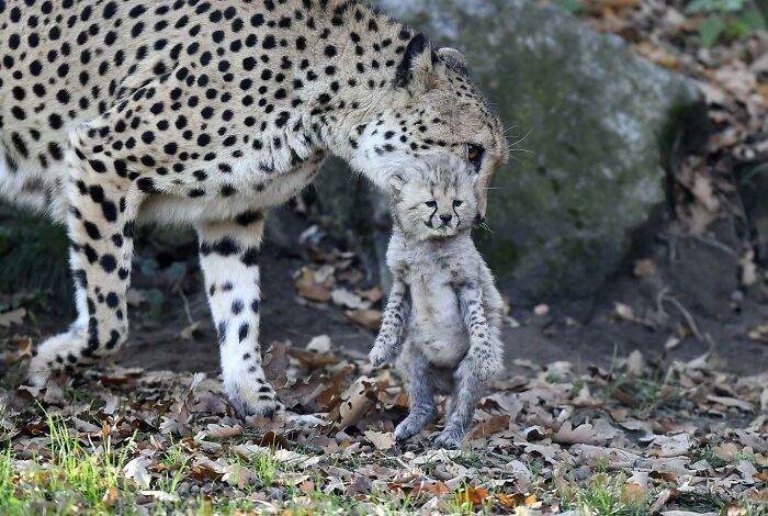 Who Else Wants To Rub That Little Cheetah Tummy