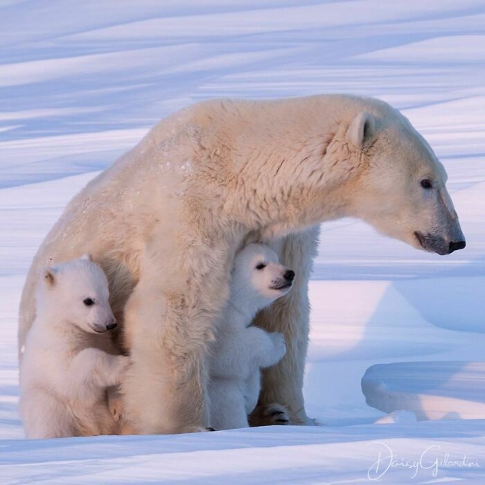Mother Polar Bear With Her Two Cubs