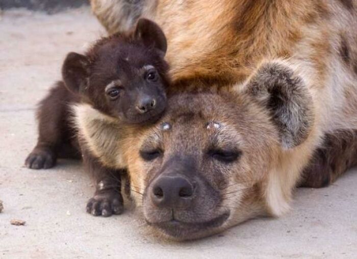 Sweet Baby Hyena And Mum