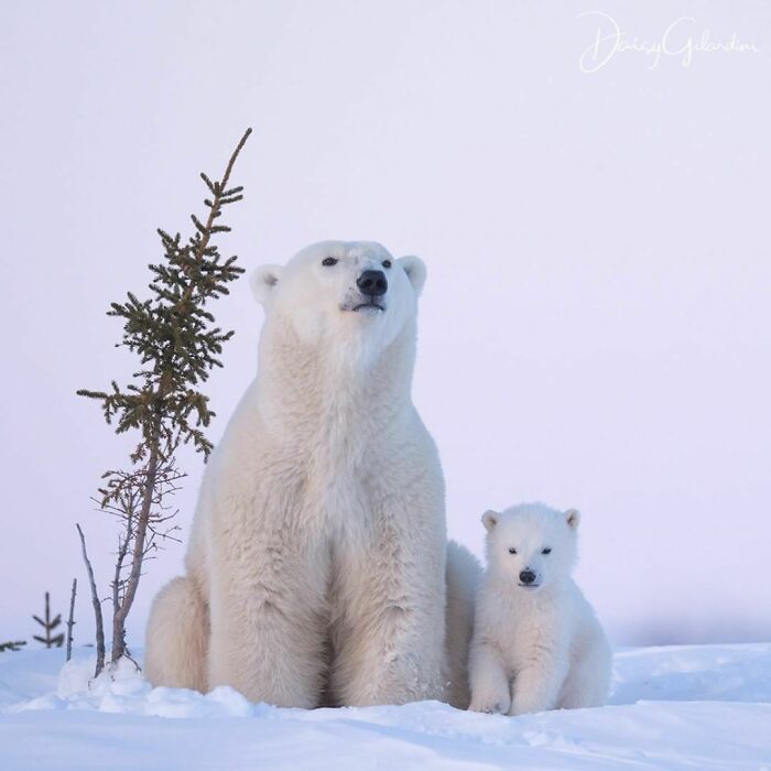 Fluffy Polar Bear Cub With Its Mother