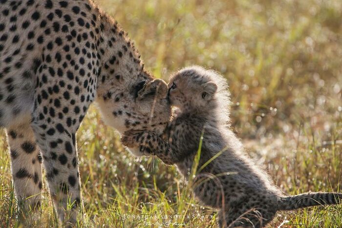Cheetah Cub Bonds With Its Mother