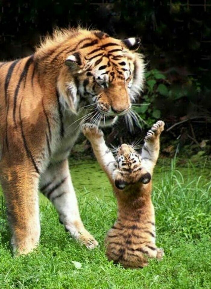 Tiger Cub Wants A Hug