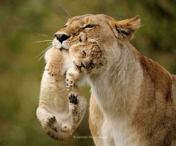 Lioness Carrying Teeny Cub
