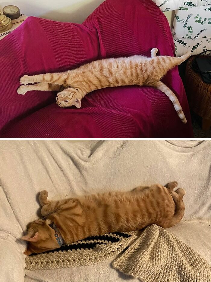 A Long Boy And His Favorite Couch: A Series