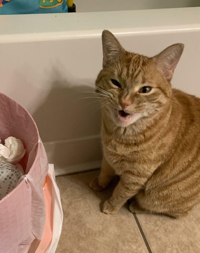 Loki Is Mad That I Wont Let Him Eat Trash