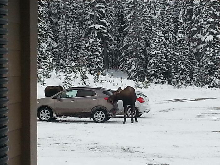 Moose Were Using My Car As A Salt Lick (Canada)
