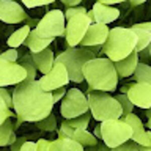 littlelamalatte avatar