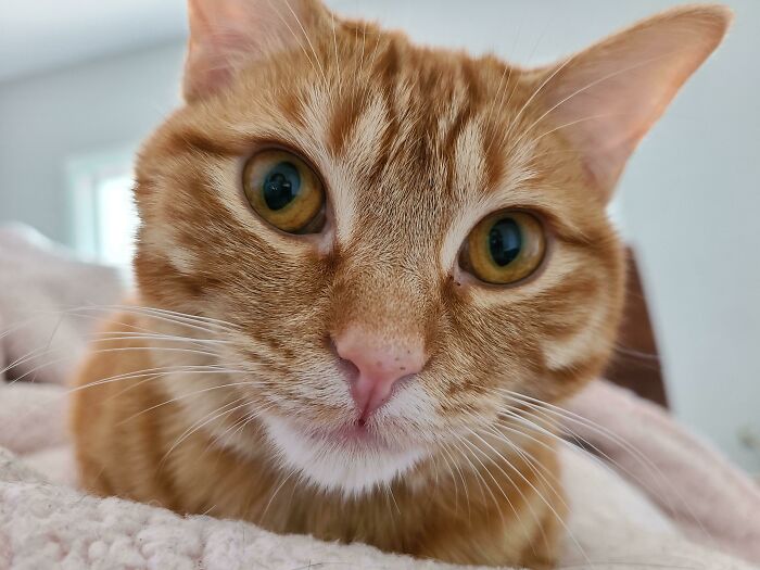 My First Orange Cat! Rescued From An Abandoned House With Two Other Kittens. Her Eyes Are Even Orange