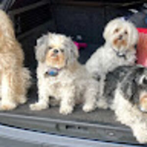 sarahrosengren avatar