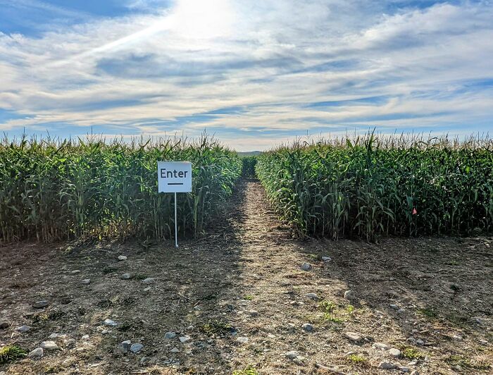 Corn Maze: A Path And A Sign That Says "Enter" In An Empty Grass Field Next To An Empty Church