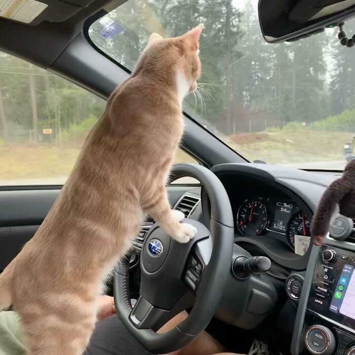 Just Got His License