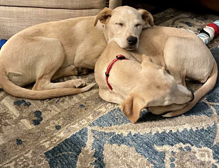 We Went To Adopt One But Couldn’t Bring Ourselves To Separate The Sisters. Welcome Home, Butter And Biscuit