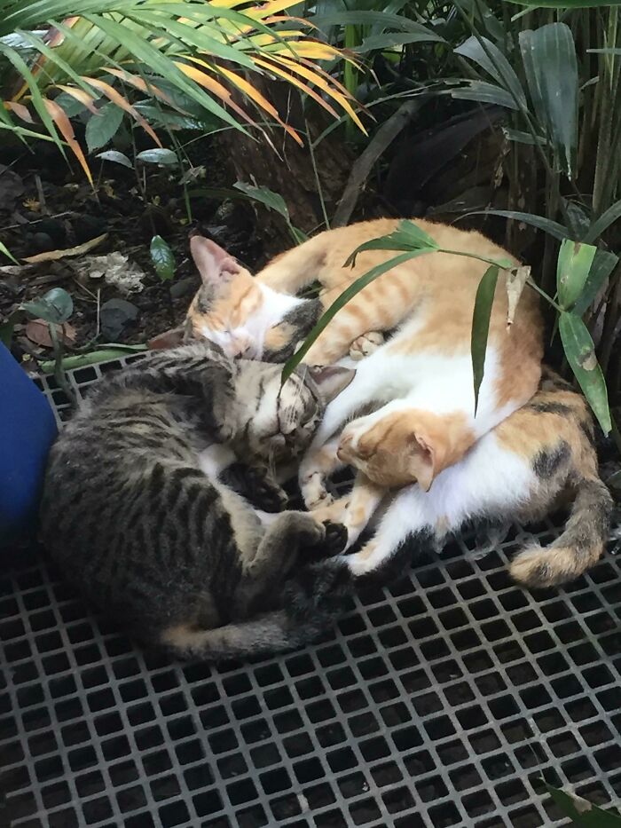 My Mom Adopted One Stray Cat. After A Week, The Cat Brought Two Others