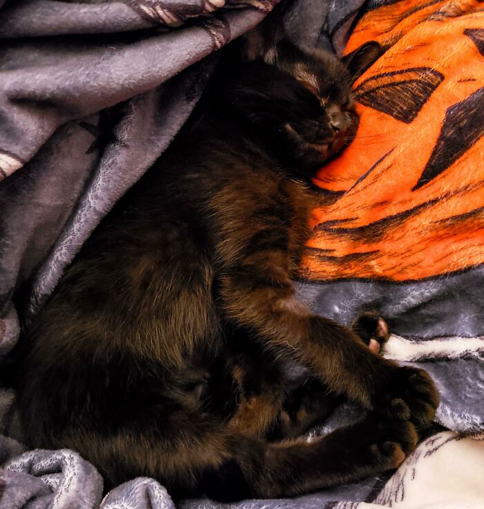 Adoptamos nuestro segundo gato negro, Winifred, durante el fin de semana