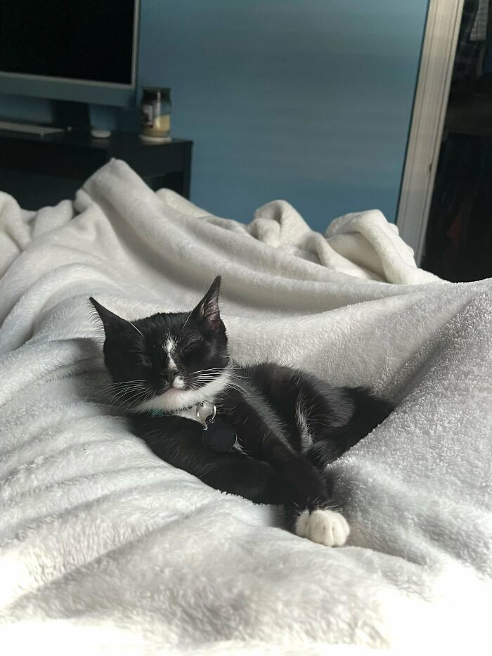 I Just Got Broken Up With After A 3 Year Relationship And My Lil Baby Has Been Snuggling With Me All Day Today. Im Beyond Grateful! I Just Adopted Him Yesterday