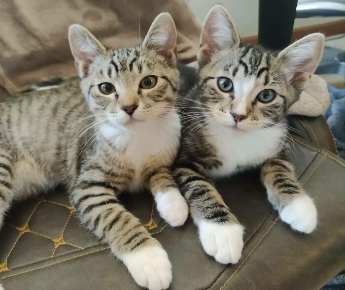 Look At These Two Little Half Brothers I Just Adopted 