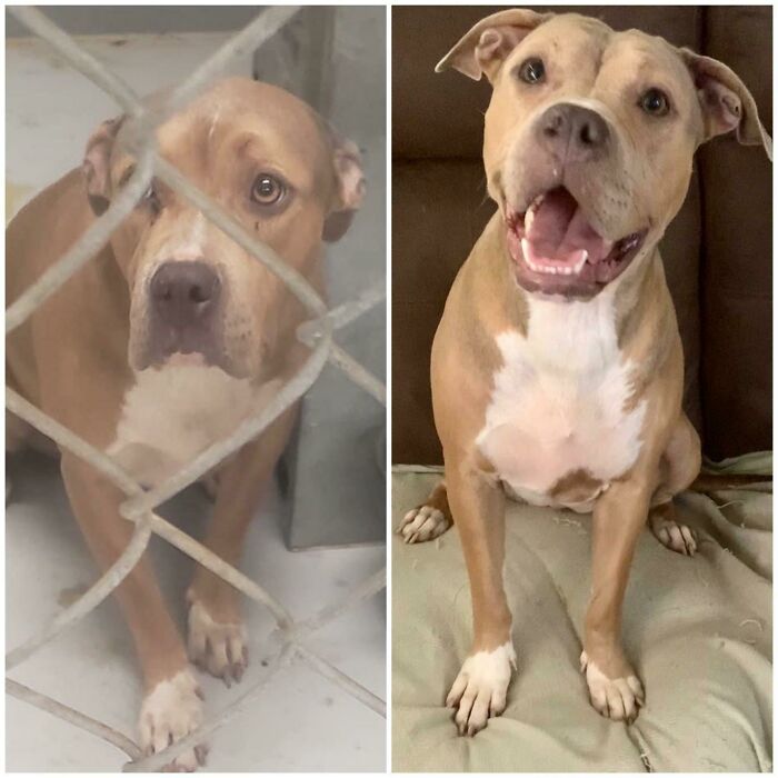Sólo quería mostrar el antes y el después de la foto de mi perro rescatado. La recibí el lunes, la iban a sacrificar ayer